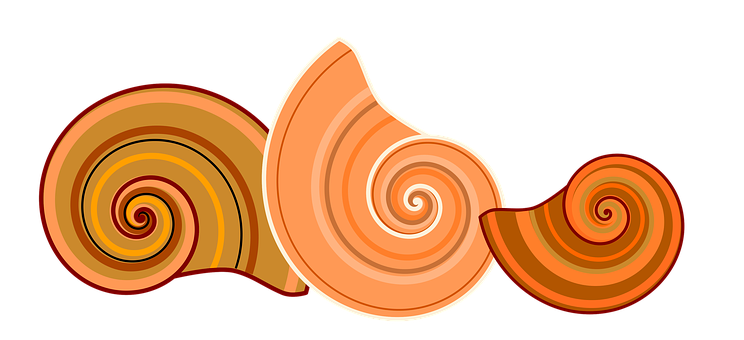 Abstract Shell Illustration PNG Image