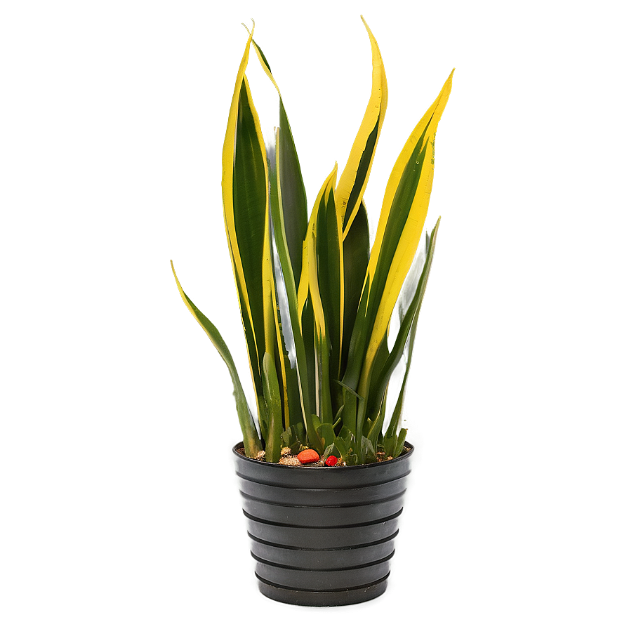 Abstract Snake Plant Png Who11 PNG Image