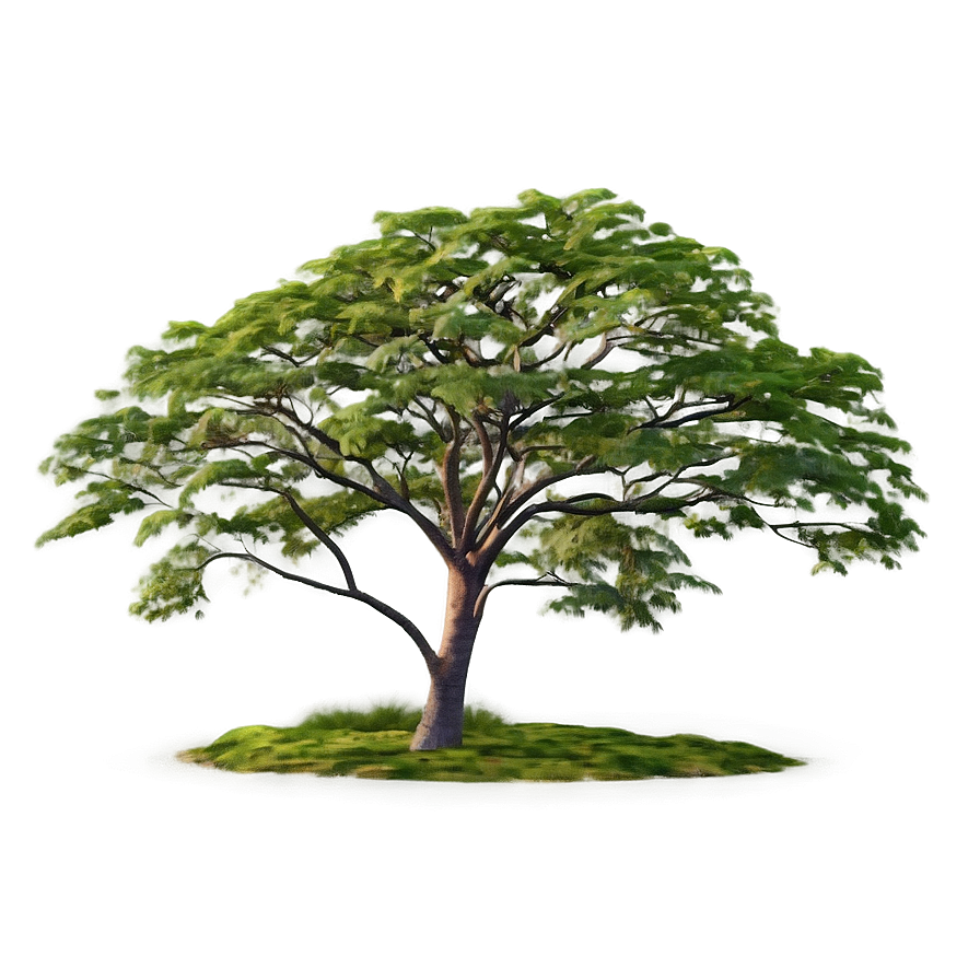 Acacia Tree At Dusk Png Byc PNG Image