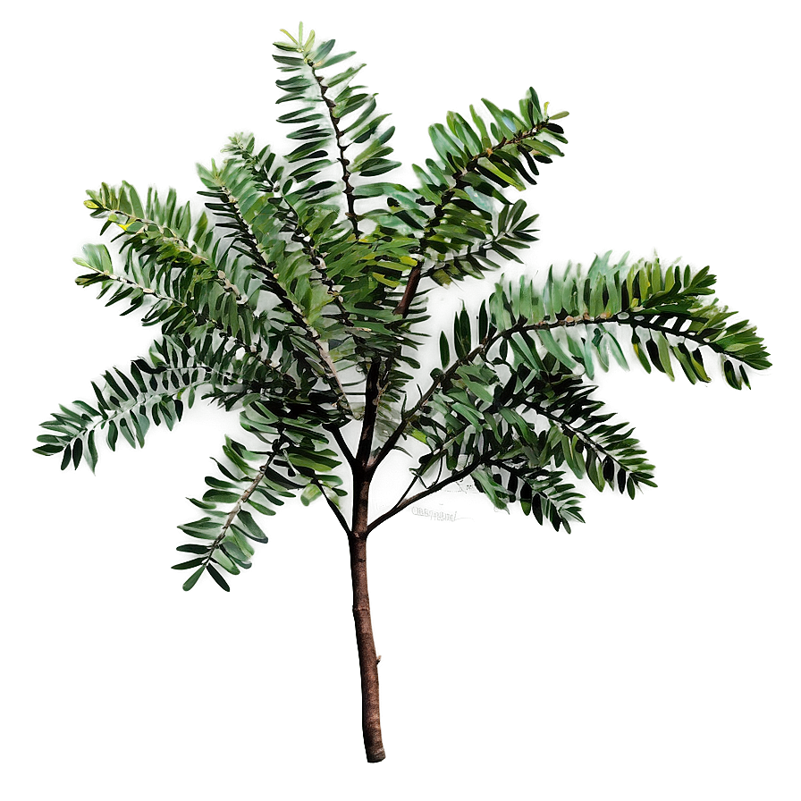 Acacia Tree Branch Png 05252024 PNG Image