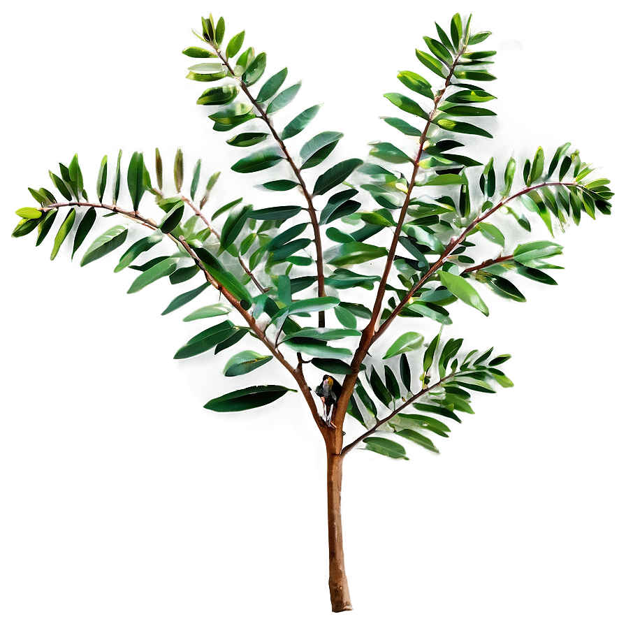 Acacia Tree Branch Png 05252024 PNG Image