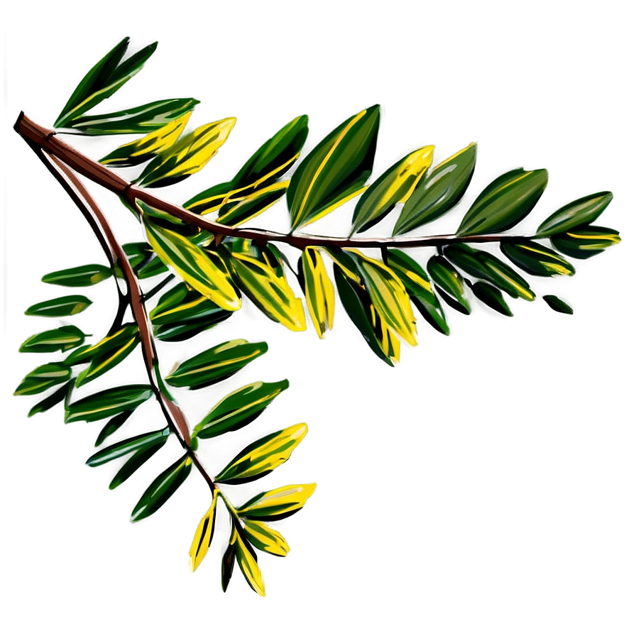 Acacia Tree Branch Png Tgi35 PNG Image