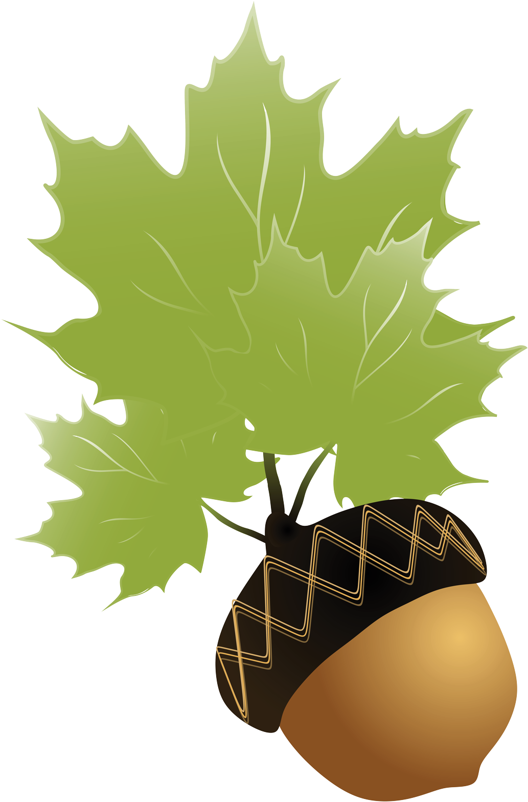 Acornand Maple Leaves Illustration PNG Image