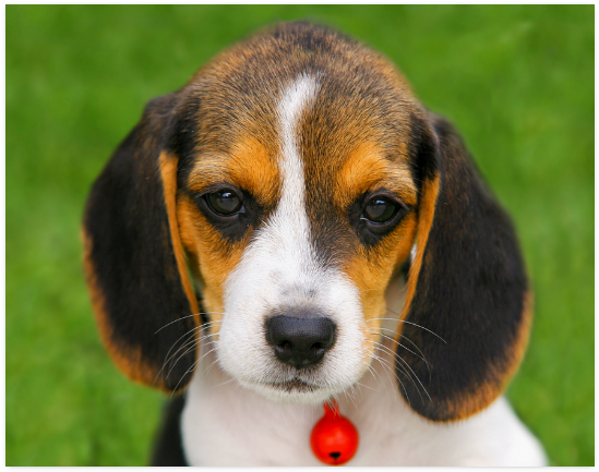 Adorable Beagle Puppy Green Background PNG Image