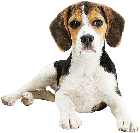 Adorable Beagle Puppy Lying Down PNG Image