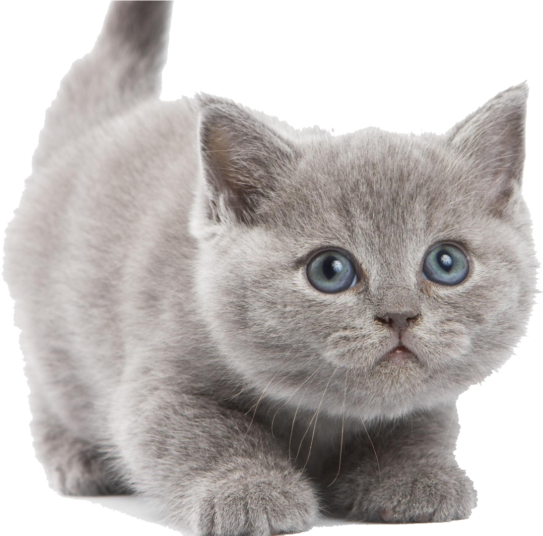 Adorable Blue Eyed Kitten PNG Image