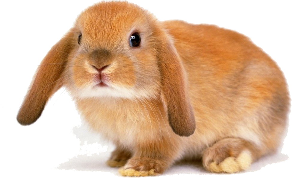 Adorable Brown Rabbit PNG Image