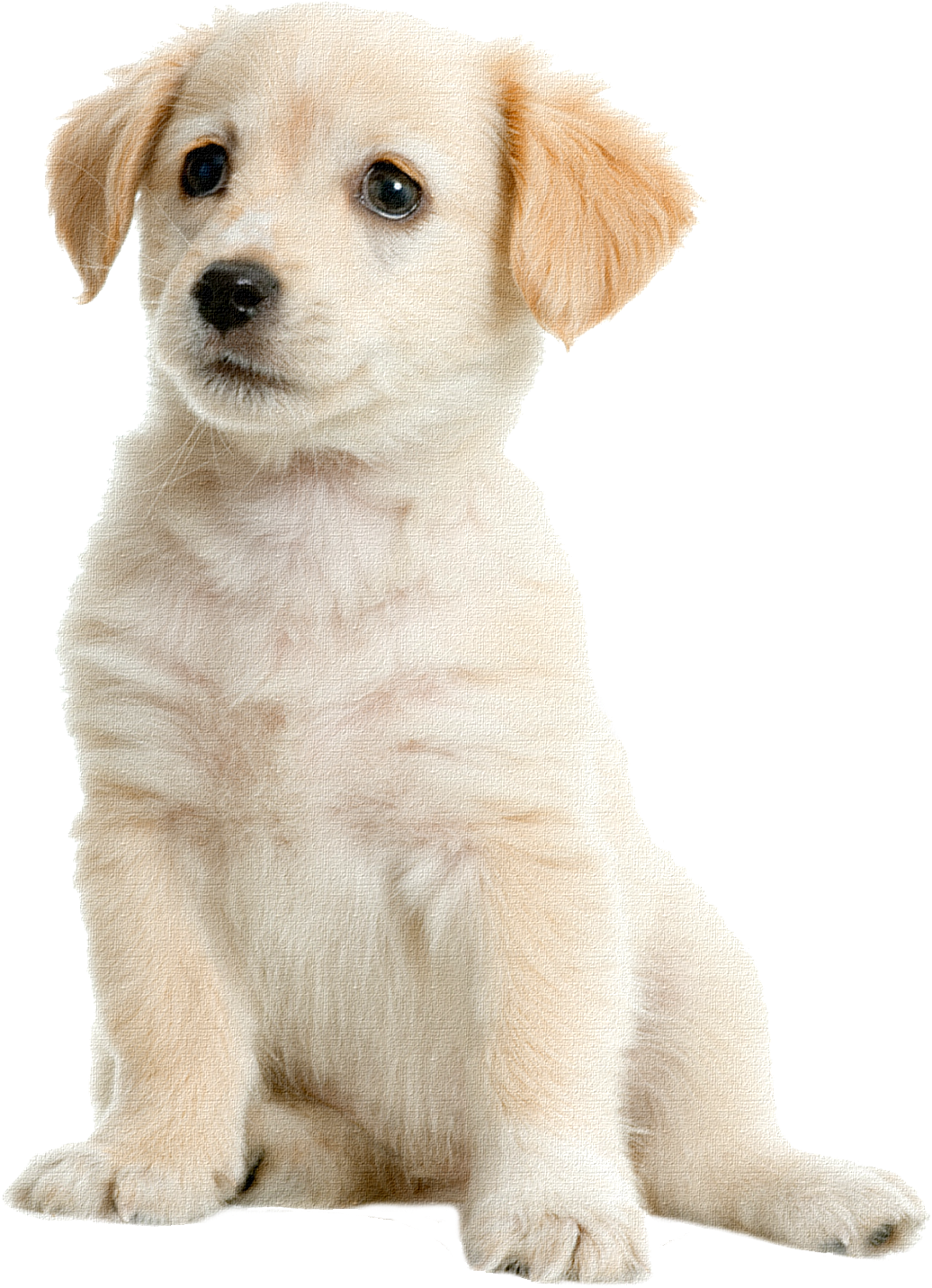 Adorable Cream Puppy Sitting PNG Image