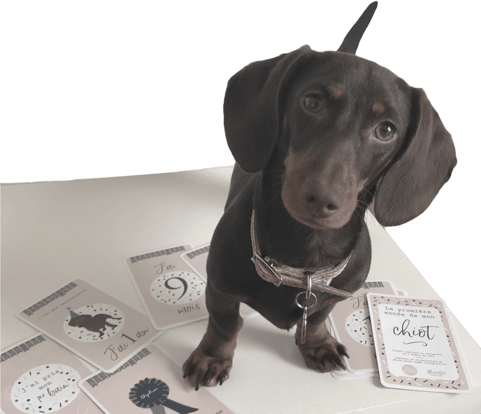 Adorable Dachshundwith Milestone Cards PNG Image