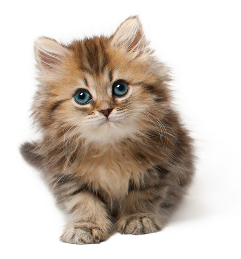 Adorable Fluffy Kitten PNG Image