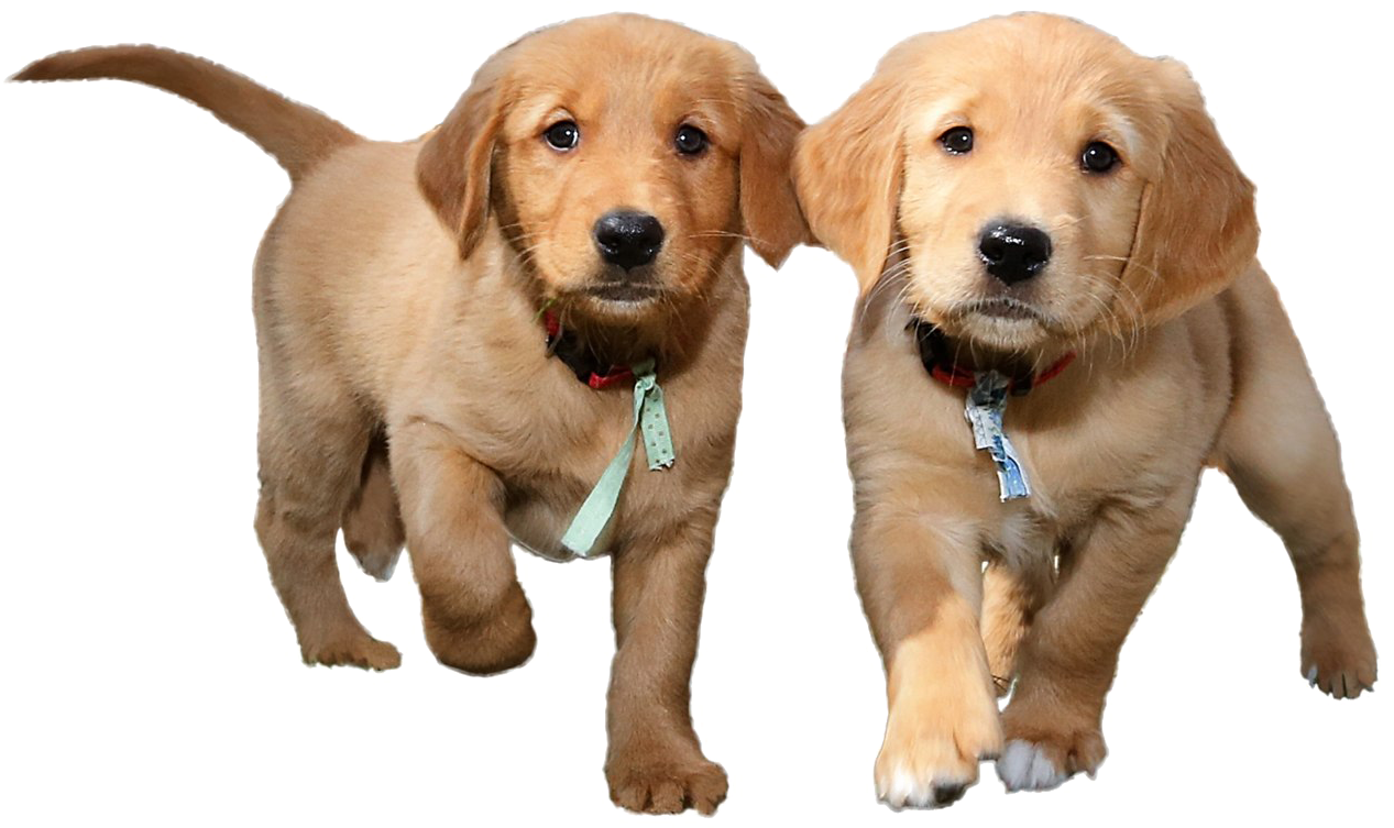 Adorable Golden Retriever Puppies PNG Image