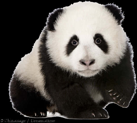 Adorable Panda Cub Portrait PNG Image