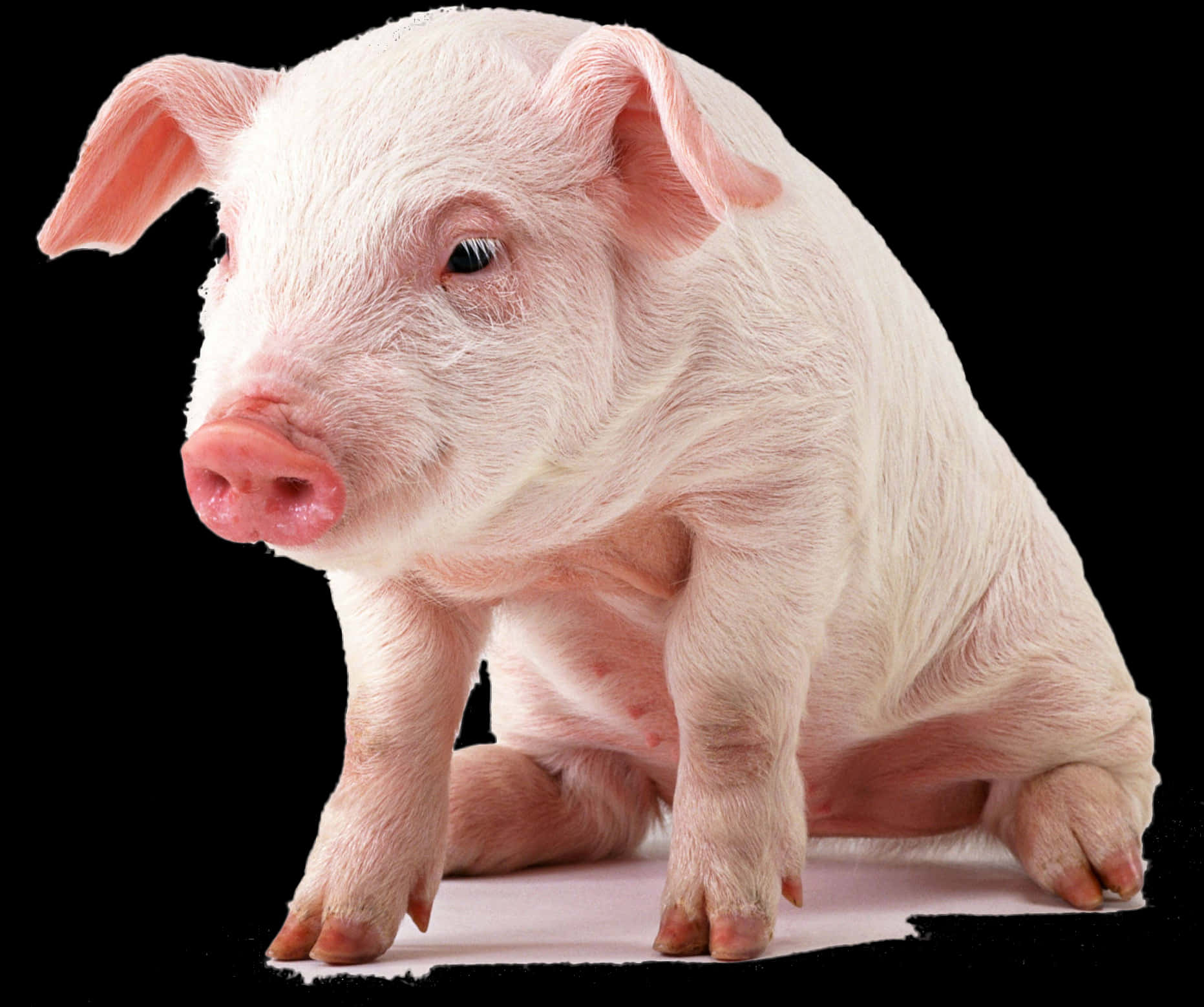 Adorable Pigleton Black Background.jpg PNG Image