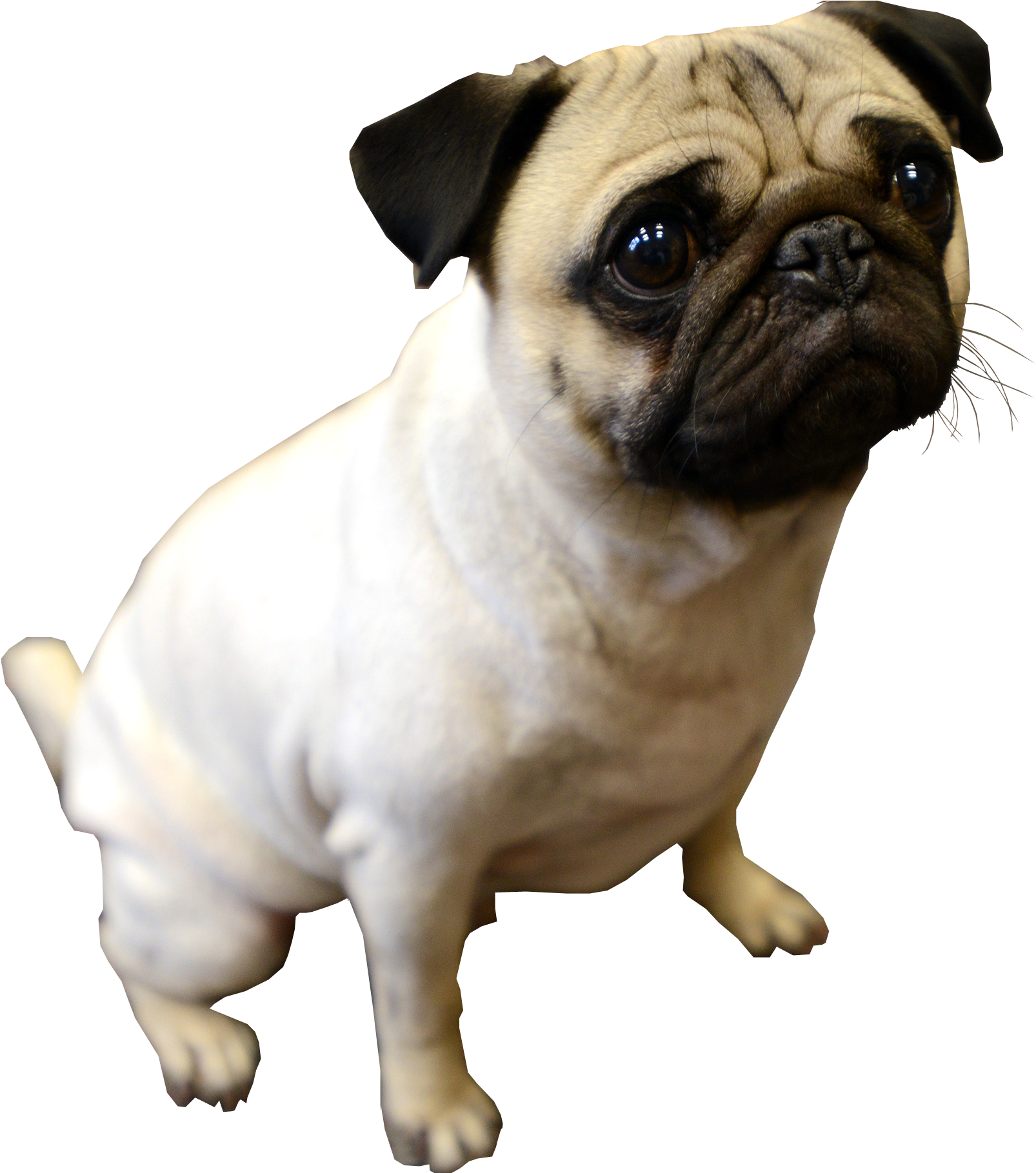 Adorable Pug Standing PNG Image