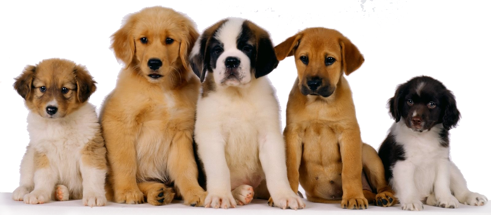 Adorable Puppy Quintet PNG Image