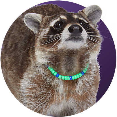 Adorable Raccoonwith Bead Necklace PNG Image