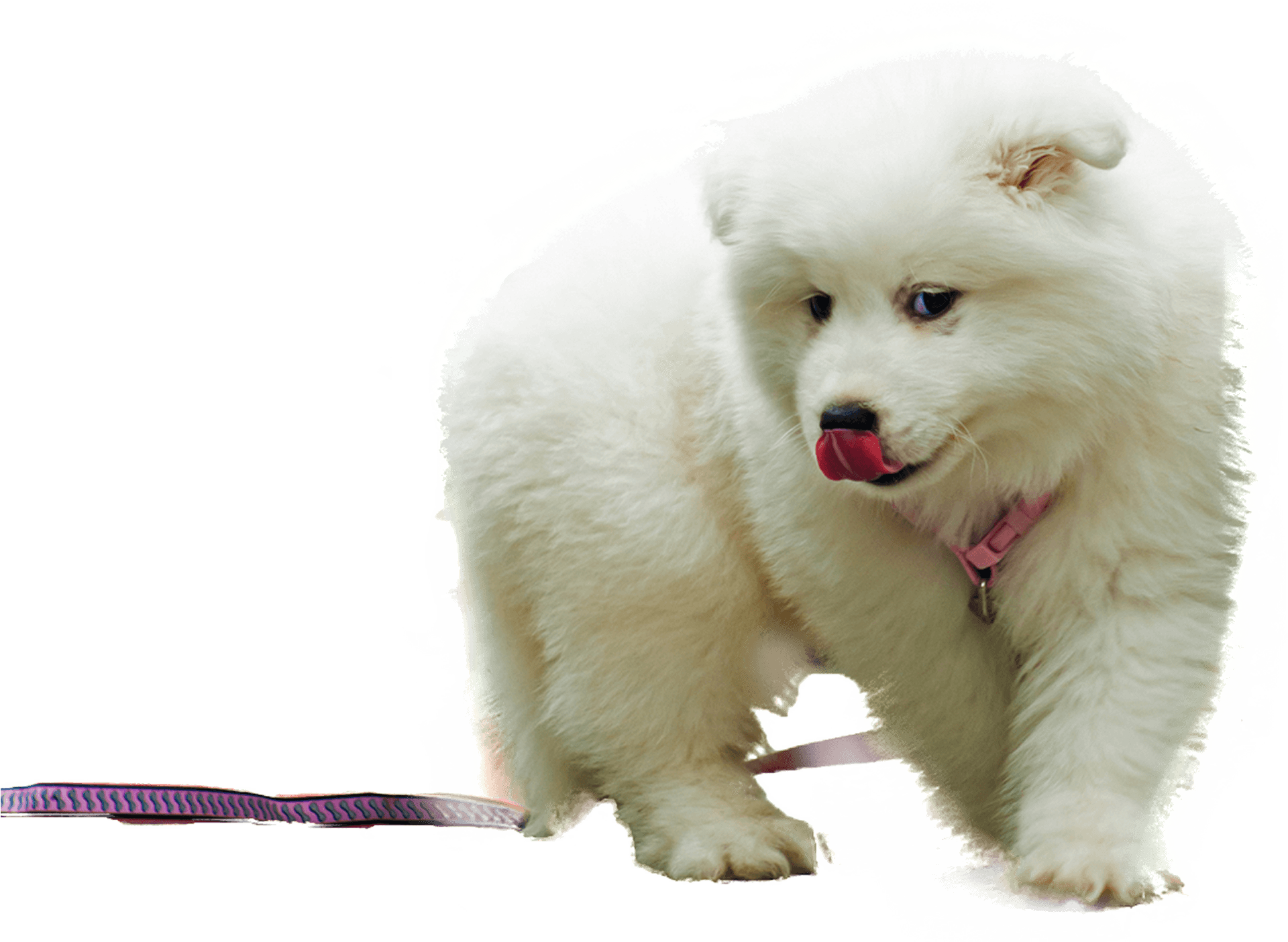 Adorable Samoyed Puppy With Leash PNG Image