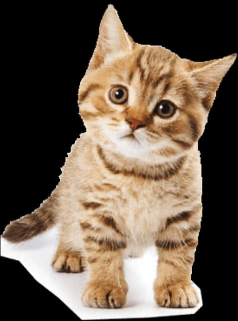 Adorable Striped Kitten PNG Image