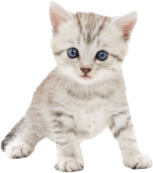 Adorable Tabby Kitten Blue Eyes PNG Image