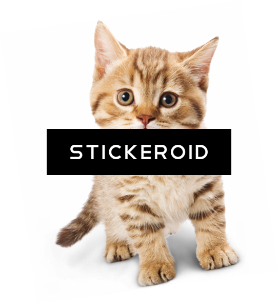 Adorable Tabby Kitten Sticker PNG Image