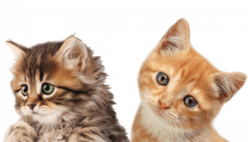 Adorable_ Tabby_ Kittens_ Portrait PNG Image