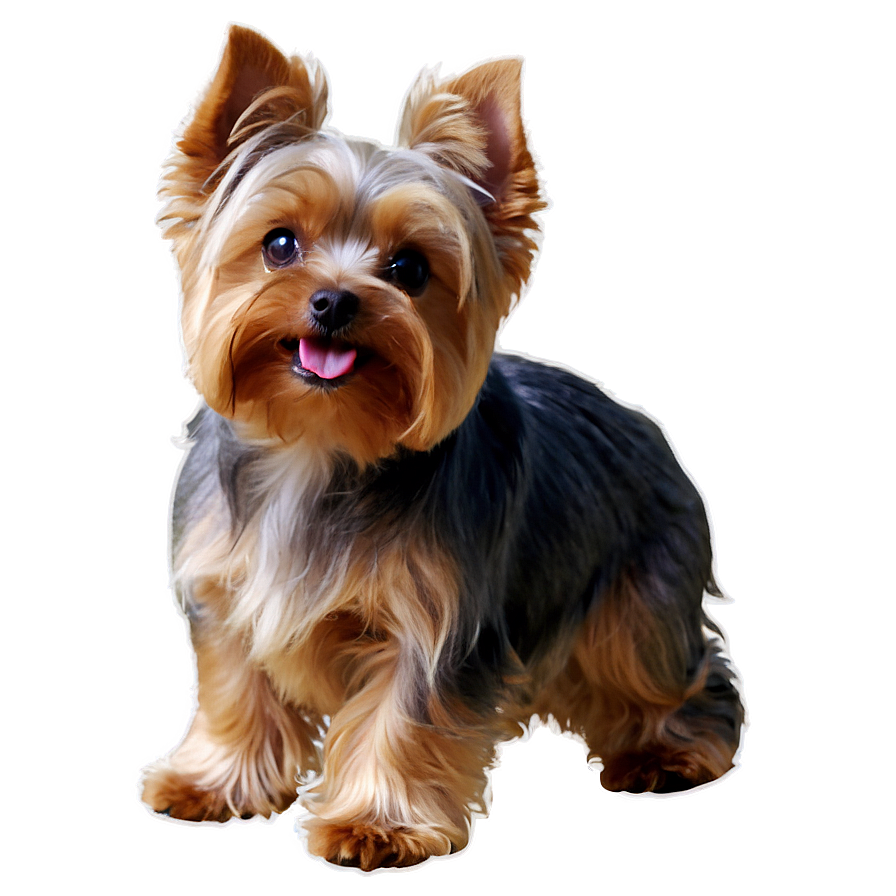 Adorable Yorkie Dog Png 06242024 PNG Image