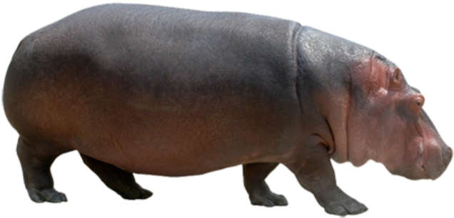 Adult Hippopotamus Transparent Background PNG Image