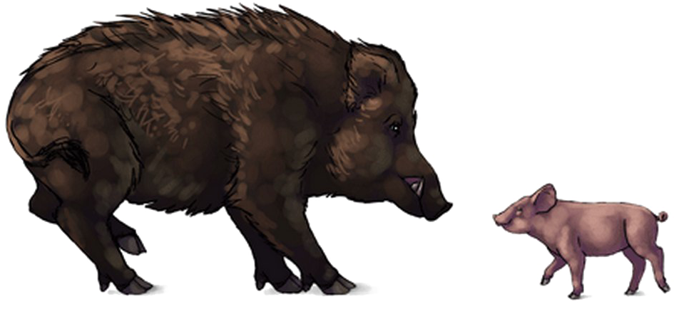 Adultand Juvenile Boar Illustration PNG Image