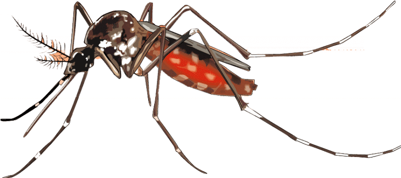 Aedes Aegypti Mosquito Illustration PNG Image