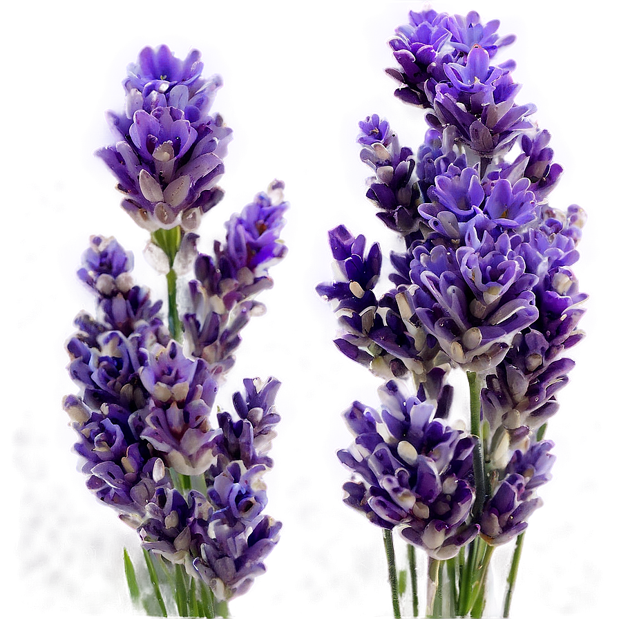 Aesthetic Lavender Field Png 06112024 PNG Image