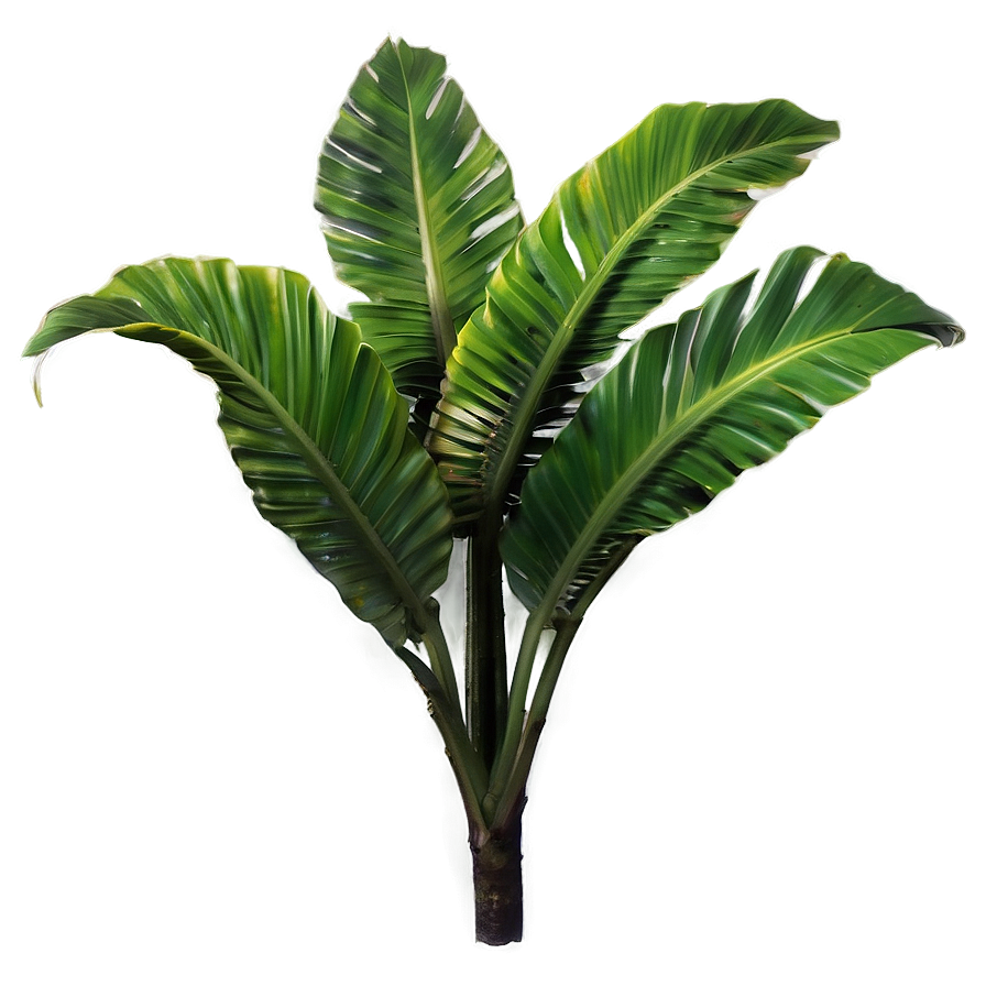 Aesthetic Tropical Plant Png Smy1 PNG Image