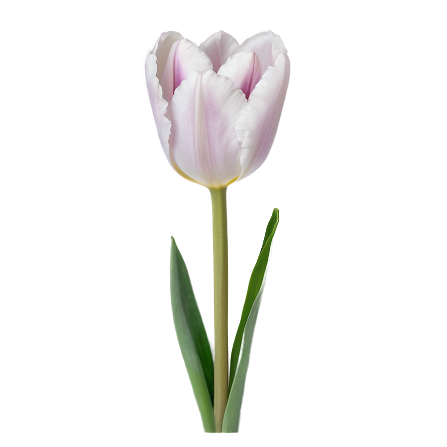 Aesthetic Tulip Grace Png 06112024 PNG Image