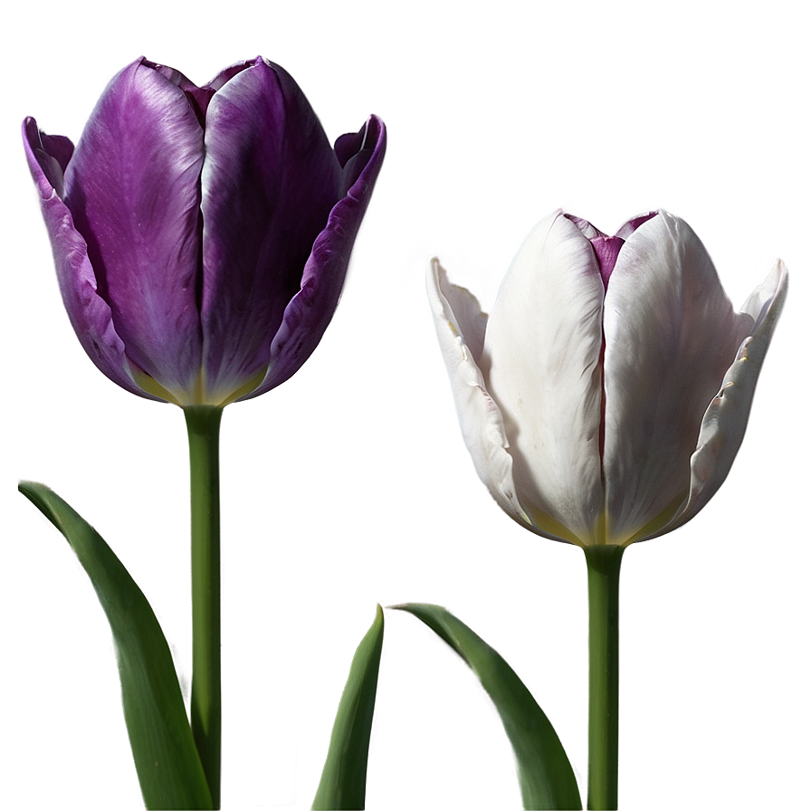 Aesthetic Tulip Grace Png 33 PNG Image