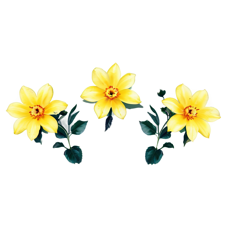 Aesthetic Yellow Flowers Png 06122024 PNG Image