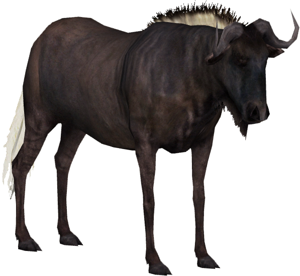 African Buffalo Standing Profile PNG Image