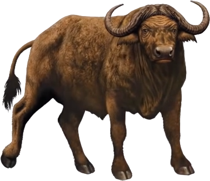 African Buffalo Standing Transparent Background PNG Image