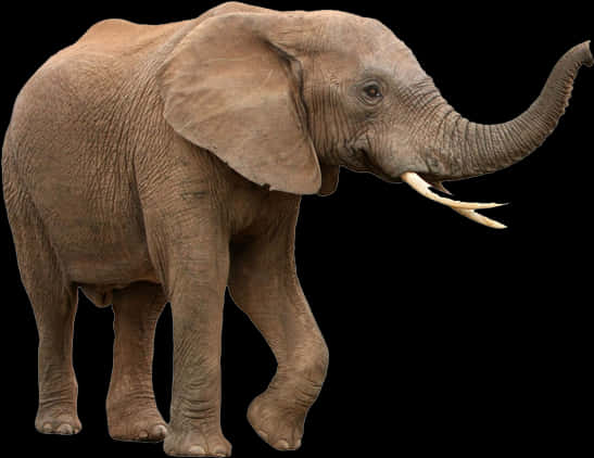 African Elephant Isolatedon Black PNG Image