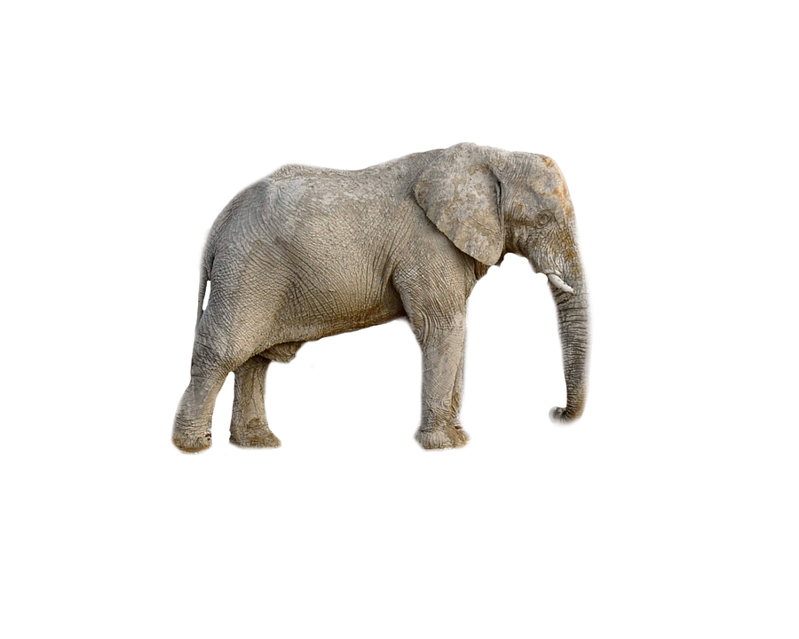 African Elephant Isolatedon Gray PNG Image