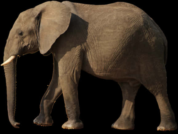 African Elephant Profile Walk PNG Image