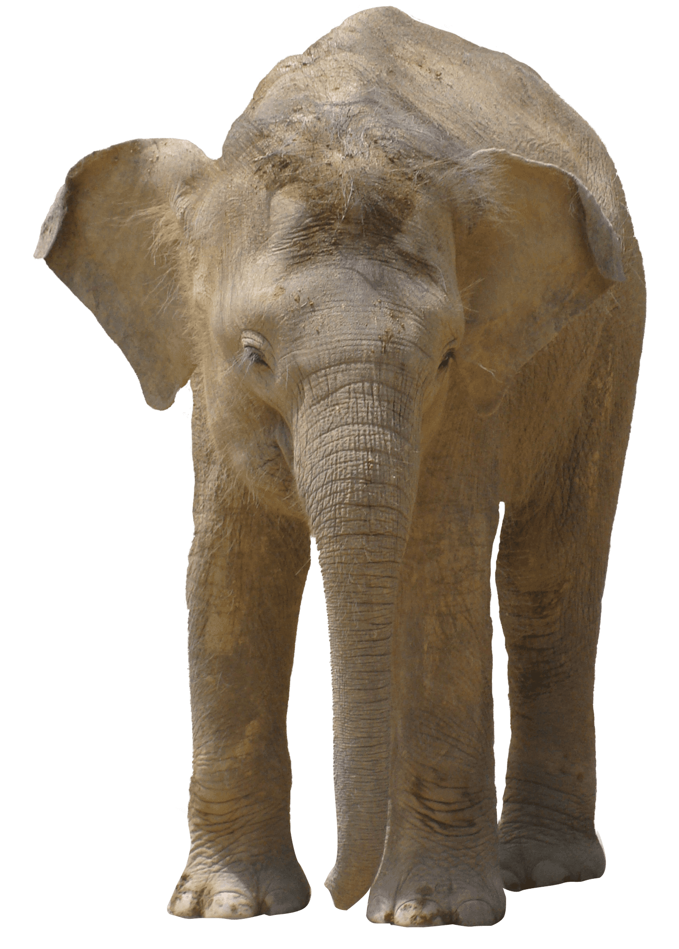 African Elephant Standing Isolated.png PNG Image