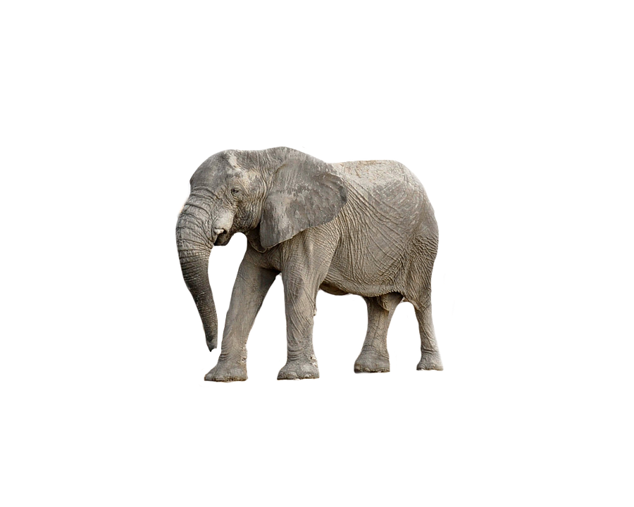 African Elephant Standing Side View PNG Image