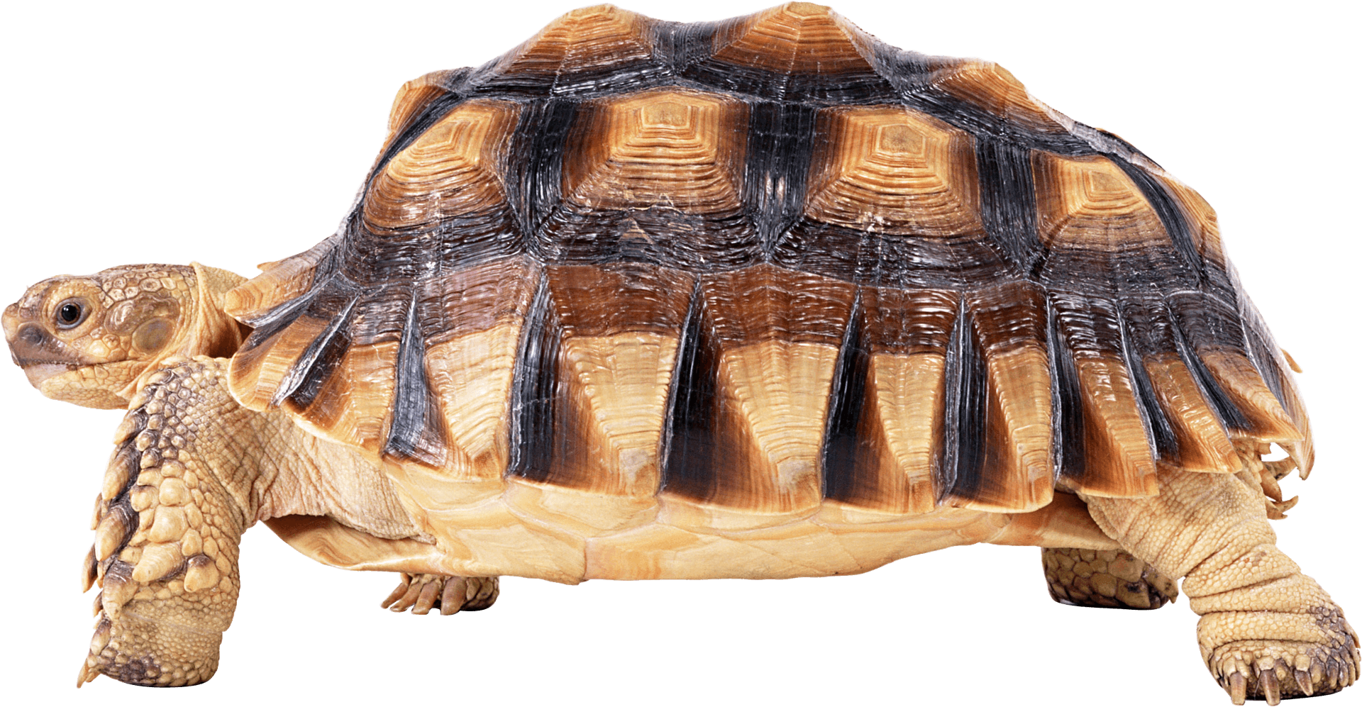 African Spurred Tortoise Isolated PNG Image