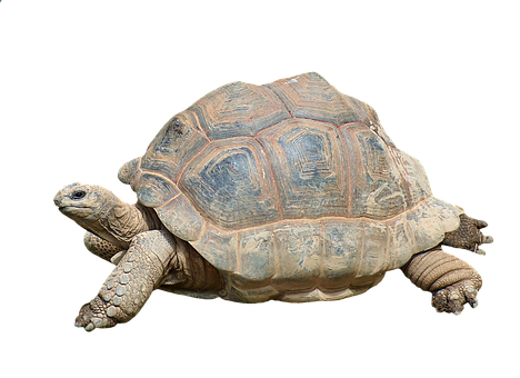 African Spurred Tortoise Isolated PNG Image