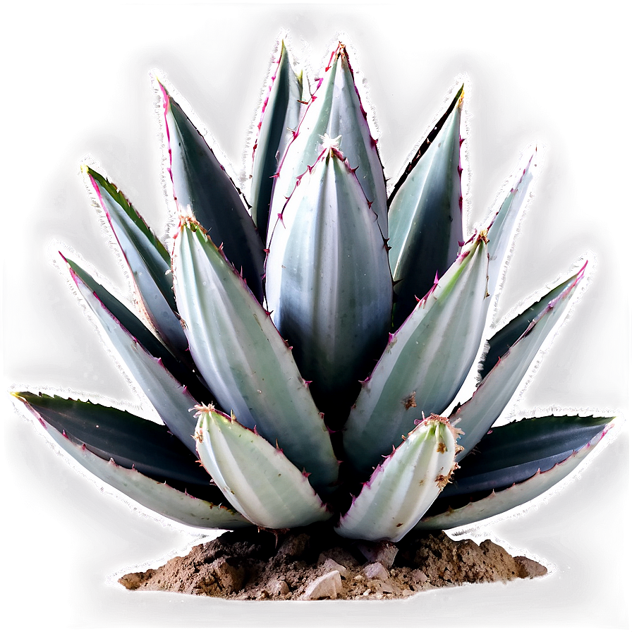 Agave Plant Black And White Png 06282024 PNG Image