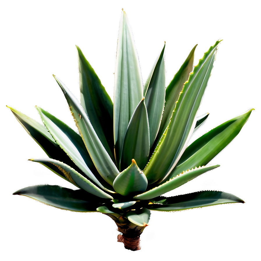 Agave Plant On Hill Png Bod PNG Image