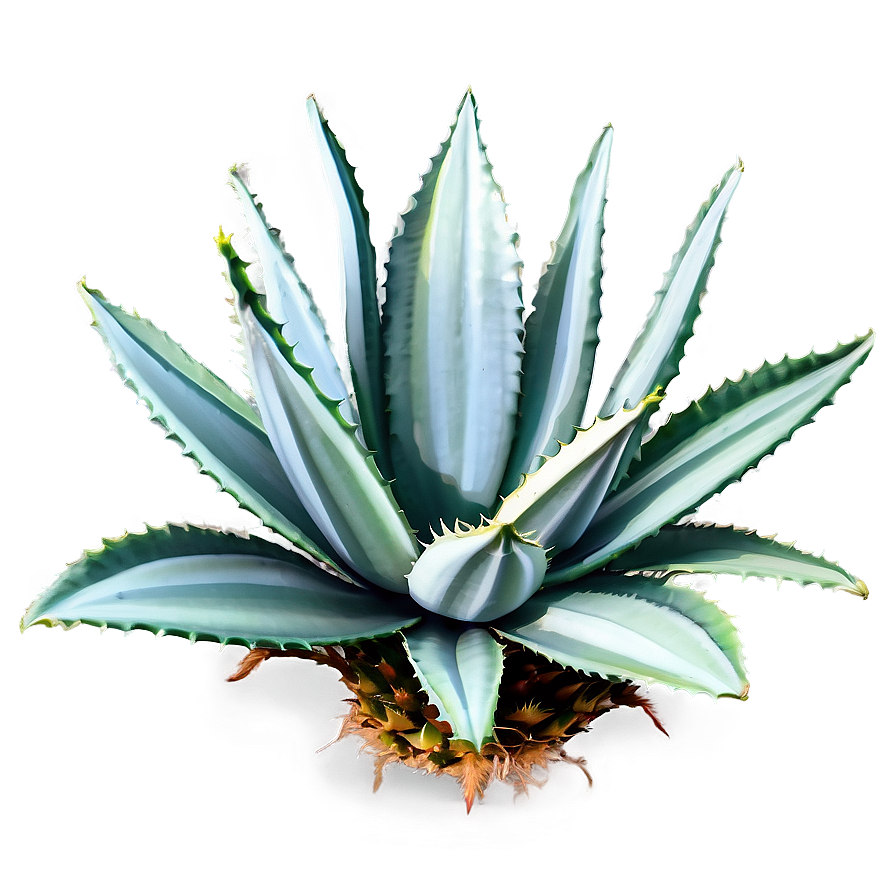 Agave Plant Outline Png 9 PNG Image