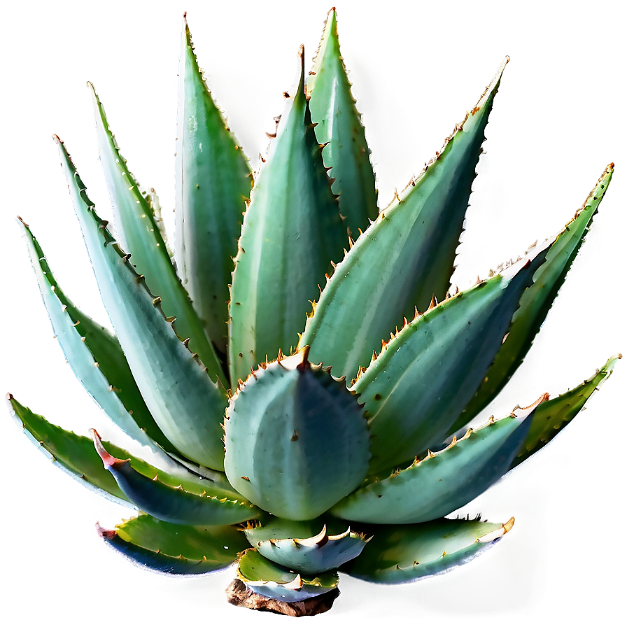 Agave Plant Top View Png Mov PNG Image