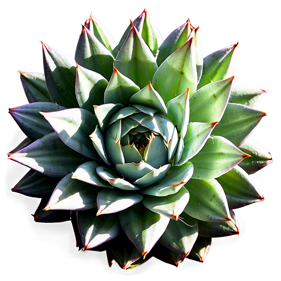 Agave Plant Top View Png Wox52 PNG Image