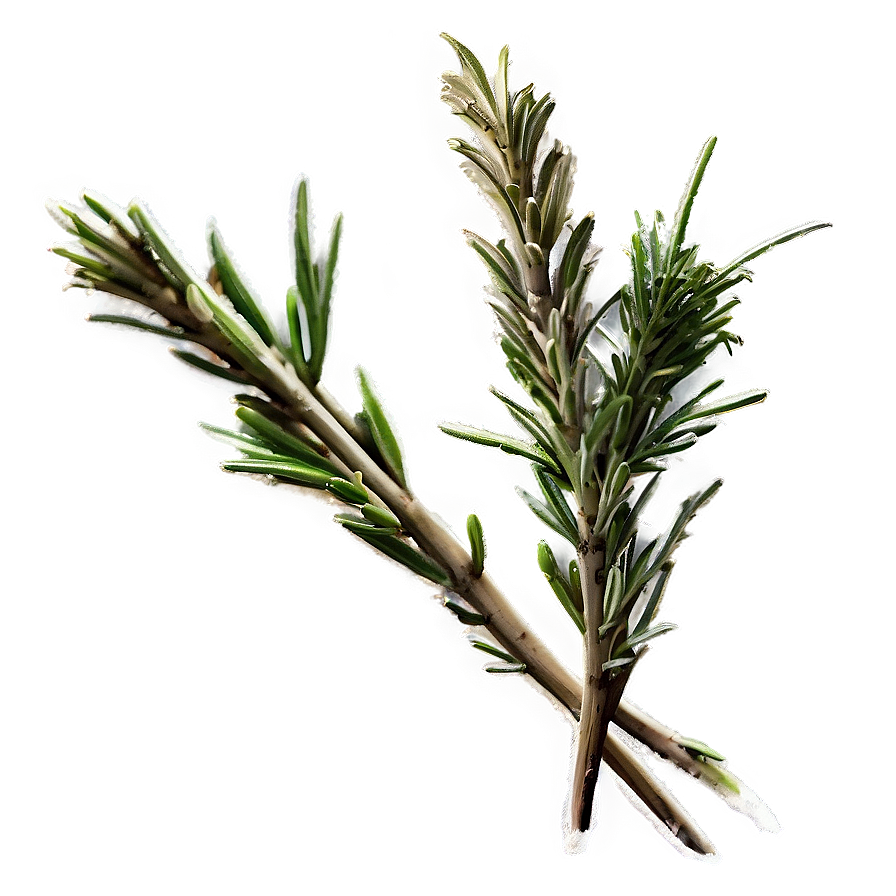 Aged Rosemary Twig Png Uqq PNG Image