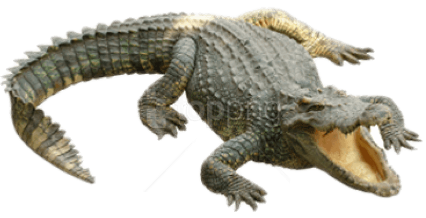 Aggressive Crocodile Open Mouth PNG Image